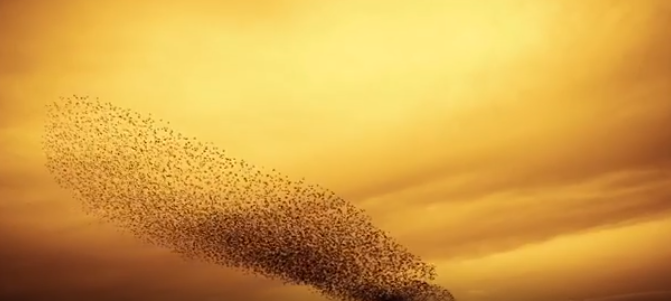 A murmuration of starlings at sunset