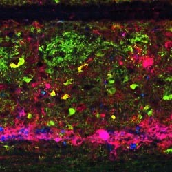 Colorful microscopic image of neural cells