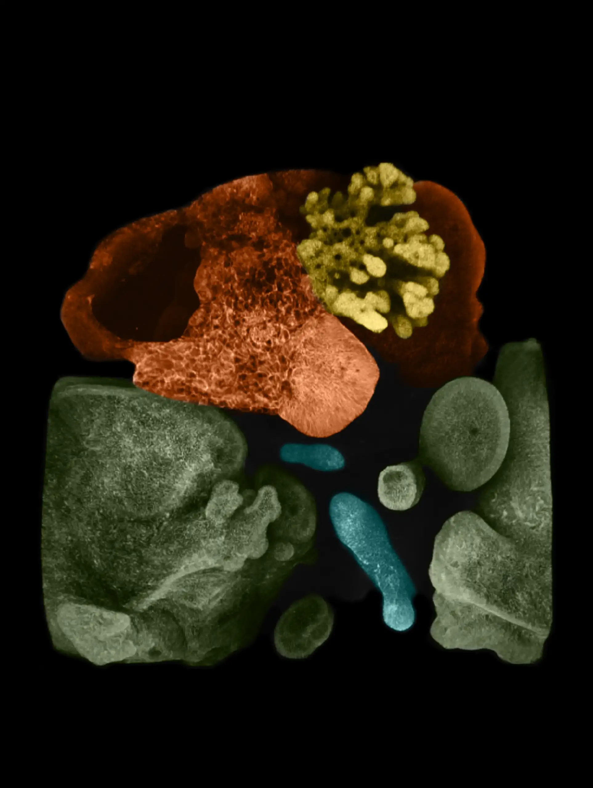 Microscope images of early-stage organoids