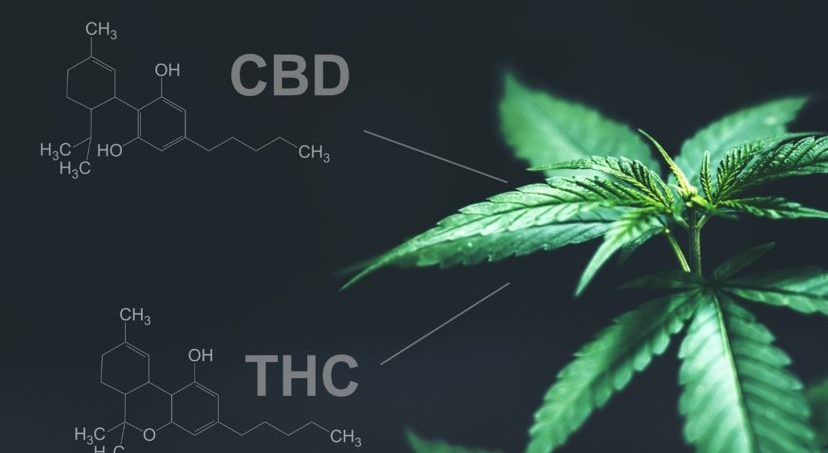 CBD May Increase Effects of THC Edibles, Study Finds, News
