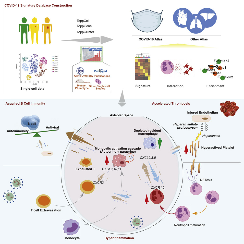 Graphical abstract showing the COVID-19 single-cell meta-analysis process by ToppCell