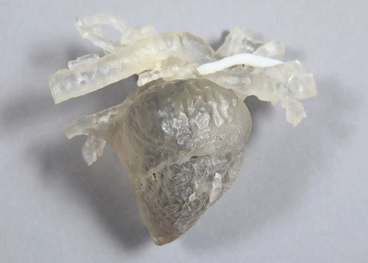 Photo of a 3D heart model