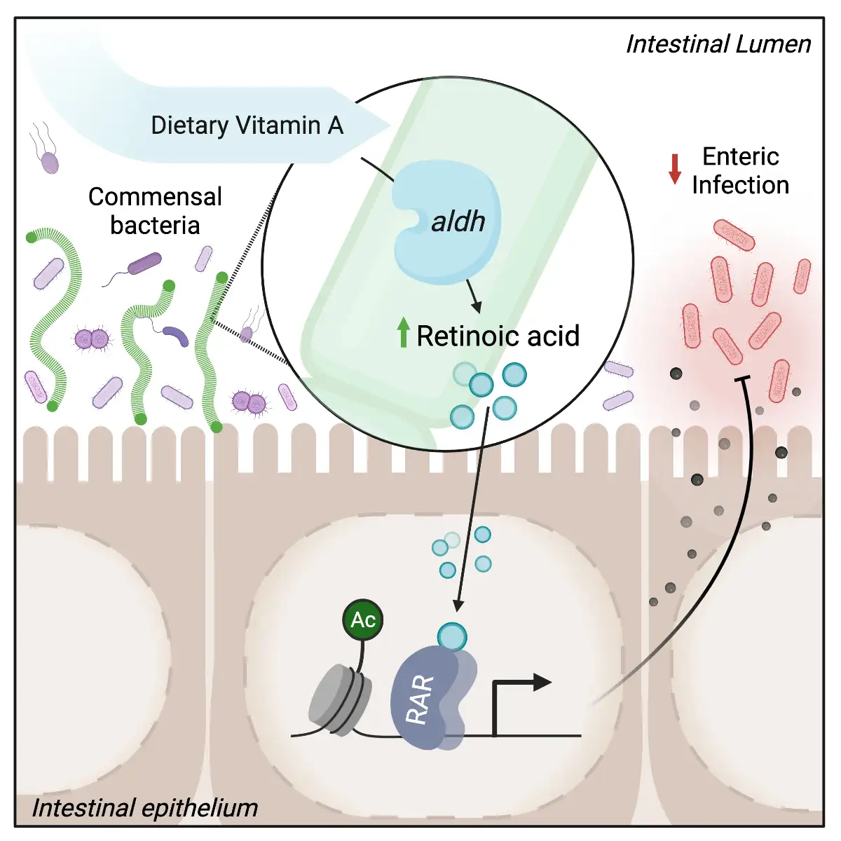 Illustration of microbiota-retinoic acid mechanism