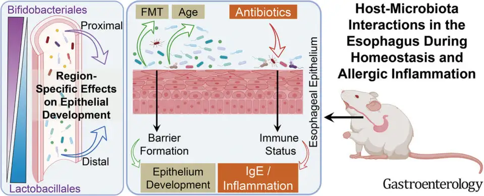 illustrated flowchart of how antibiotics can disrupt commensal bacteria in the esophagus.