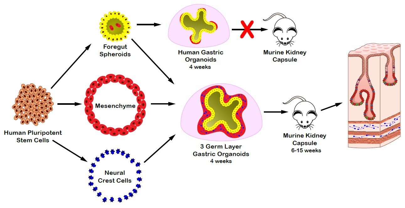Illustrated flowchart of the process used to make a three-layered stomach organoid.