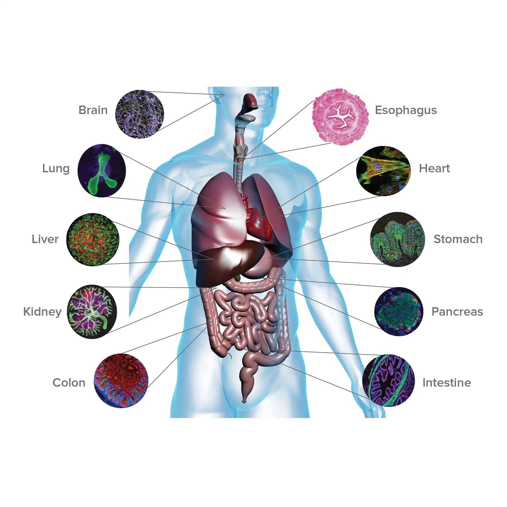 Illustration showing all the organ systems studied by CuSTOM at Cincinnati Children's