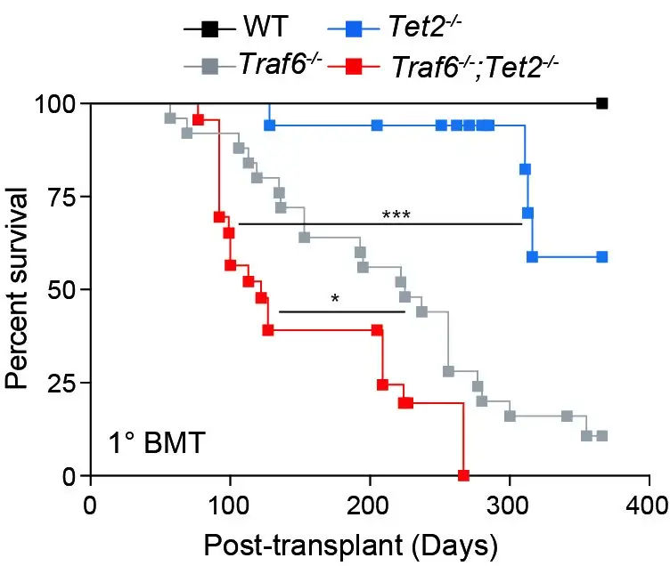 Line chart showing differences in survival times among mice lacking two genes that can, in combination, increase leukemia risk.