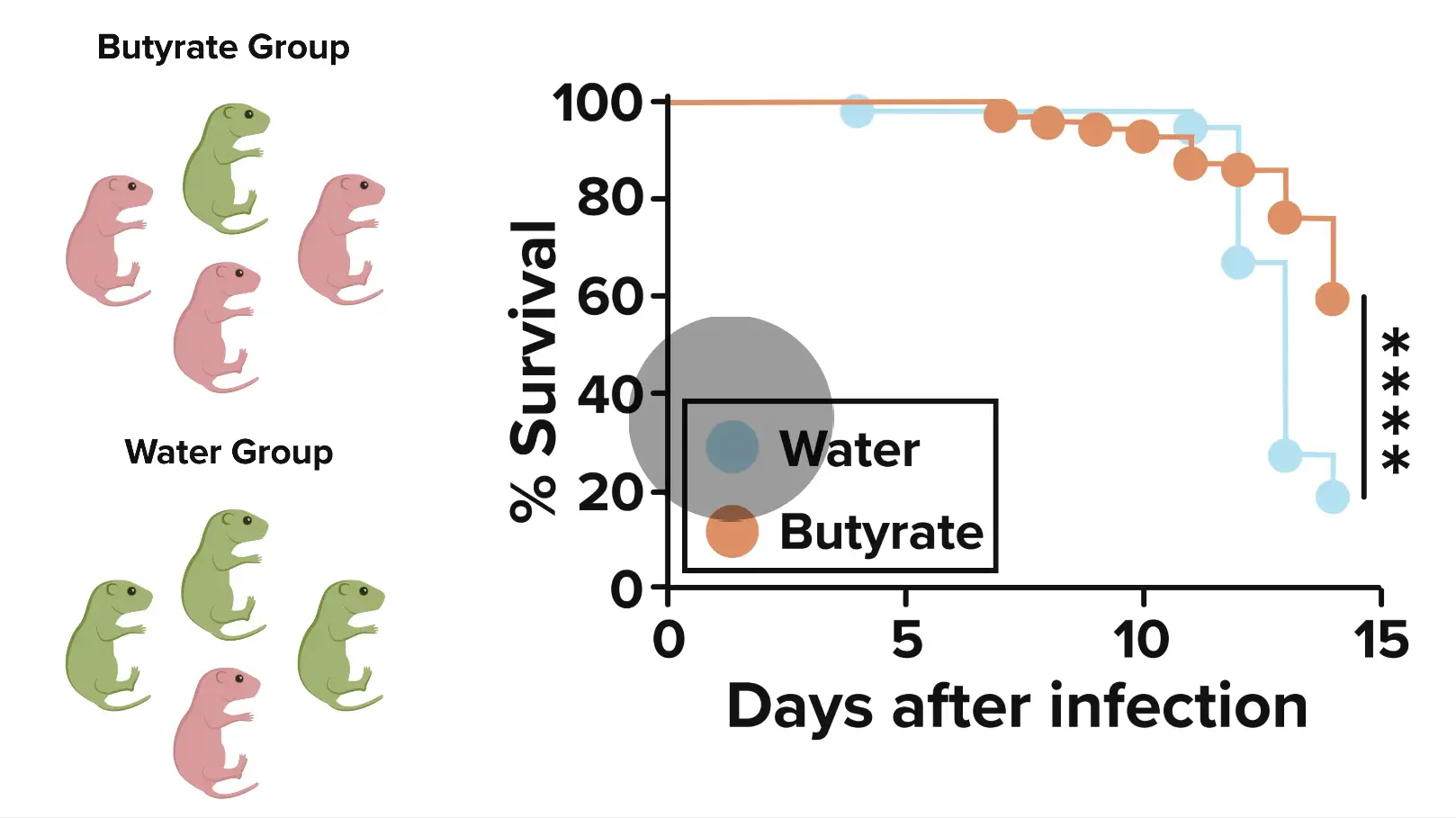 Chart shows difference in biliary atresia survival rates between mice whose mothers were fed butyrate vs those that were not.