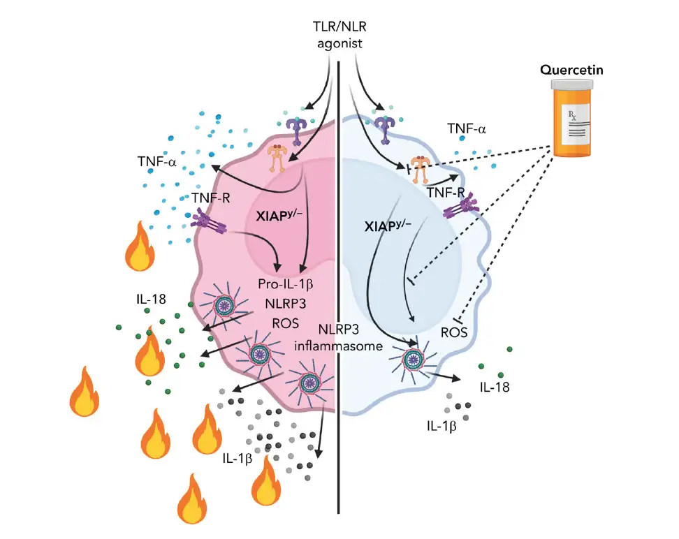 This graphic abstract illustrates the anti-inflammatory impact of the food supplement quercetin. In mice, at four hours after inducing a hyperinflammatory state, quercetin sharply decreased blood levels of IL-1β and IL-18. In experiments using human cells, quercetin greatly reduced IL-1β secretion by monocytes following TNF-α stimulation.