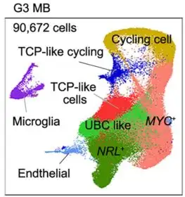 A computer graphic image of an irregularly shaped slice of brain tissue showing the locations of 8 different cell types during early fetal brain development