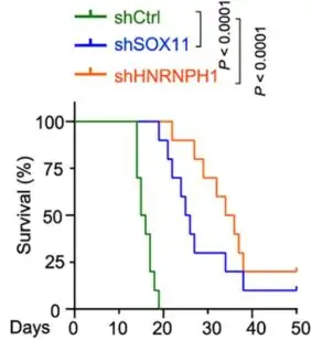 Line chart with three descending lines indicating that control mice with medulloblastoma tumors died within 20 days but others that were bred to lack one of two genes could live beyond 50 days.