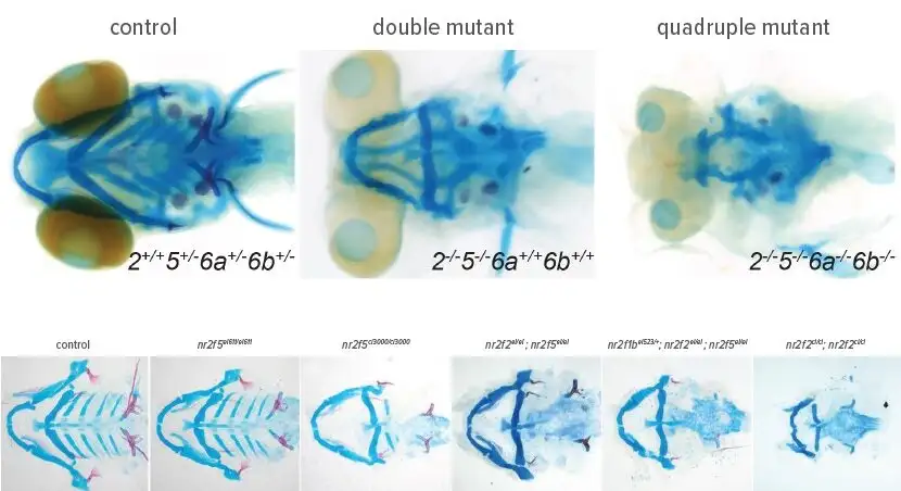 Top: Quadruple nr2f2;5;6a;6b mutants show an exacerbated skeletal phenotype compared to double nr2f2;5 mutants, with loss of almost the entire CNCC-derived facial skeleton. Bottom, from left: These compound microscope images show a range of minor to severe gene mutations affecting Nr2f function that can produce dramatic abnormalities in zebrafish craniofacial development. In humans, cleft palate and premature fusion of the sutures (craniosynostosis) can involve a similar premature exhaustion of skeletal progenitor cells. By studying NR2F genes and other factors that help make and preserve these progenitors, scientists hope to identify ways to prevent, moderate or repair these conditions. One potential long-term application could be engineering improved skeletal stem cells to implant in patients undergoing reconstructive craniofacial surgery.