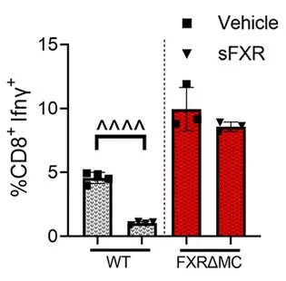 Vertical bar chart shows sharply reduced inflammatory cell activity in normal mice treated to suppress cytokine production (short grey bars to the left) vs those that lack a key FXR gene (taller red bars to the right)