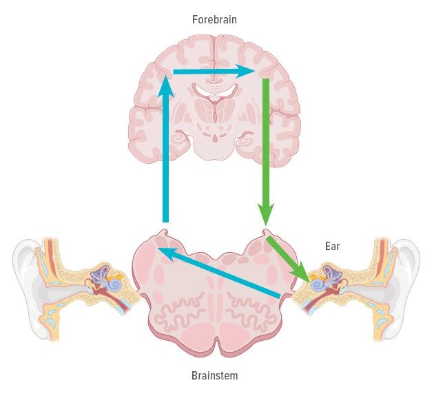 Sound stimulation to the ear crosses the midline then ascends through the brainstem to the forebrain (blue arrows). Descending pathways (green arrows) from the forebrain to the brainstem modulate the middle ear muscle reflex, which acts to decrease the impact of loud sounds.