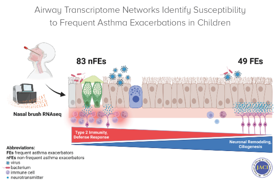 Graphic abstract describes how researchers at Cincinnati Children’s used RNA sequencing to show that the upper airway of frequent exacerbators undergoes peripheral nervous system remodeling.