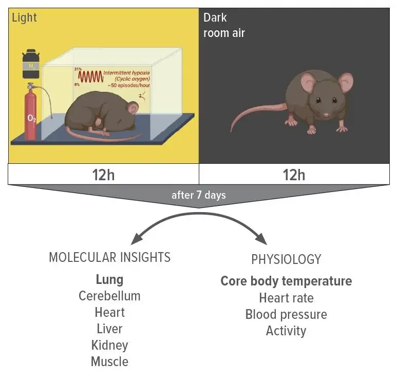 OSA Mouse Model