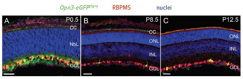 A Mouse Model for OPN3 Myopia: The opsin OPN3 is expressed in retinal ganglion cells. Images show retinal expression of Opn3-eGFP(Tg/+) mice in green at (A) 0.5 days post-birth, (B) 8.5 days, and (C) 12.5 days.
