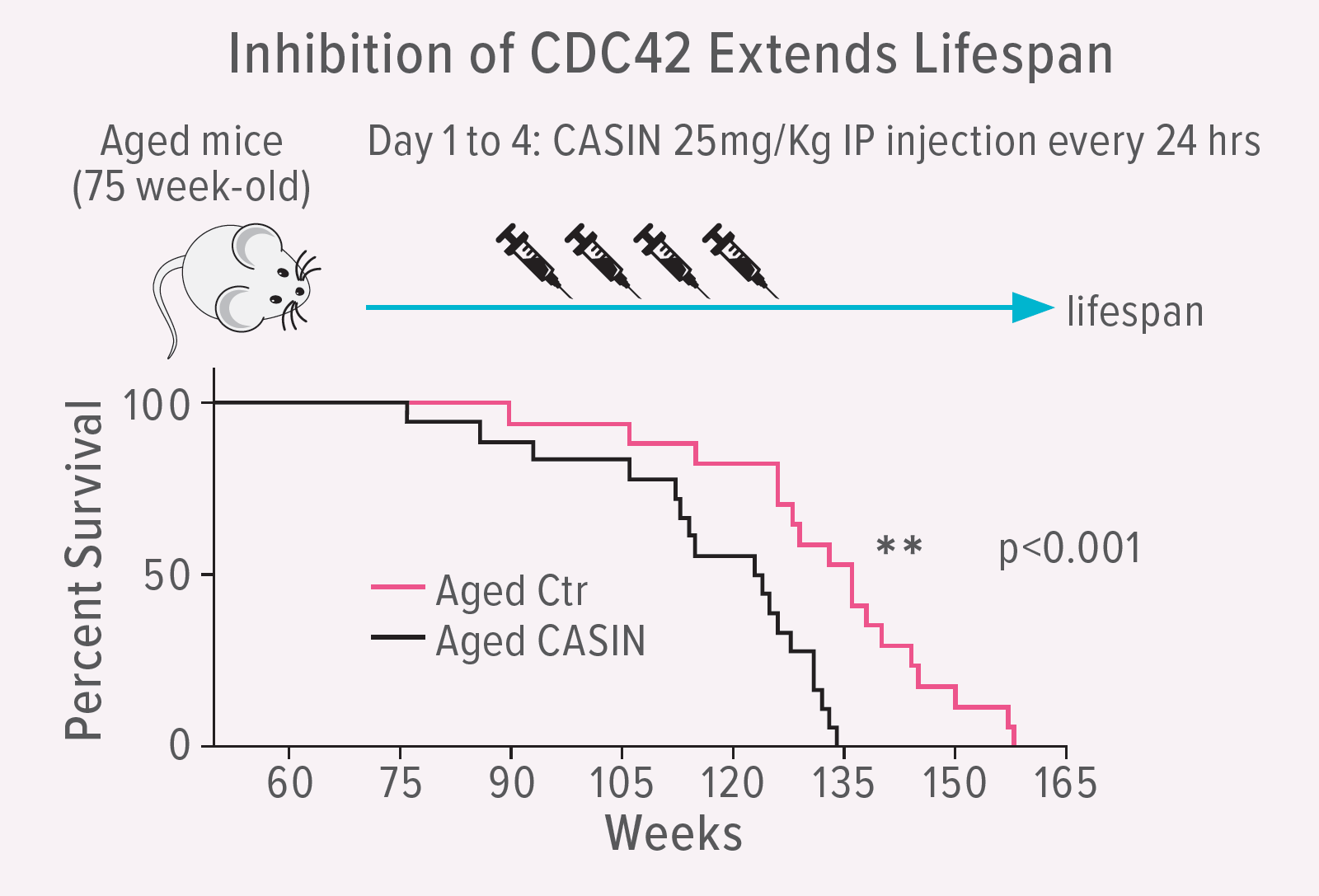Inhibition of CDC42 Extends Lifespan