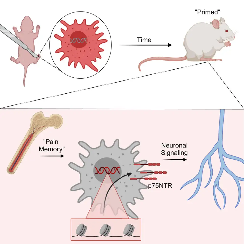 Graphic abstract uses illustrations of mice, immune cells, bone marrow and nerve fibers to show how early-life injury can lead to long-lasting pain 
