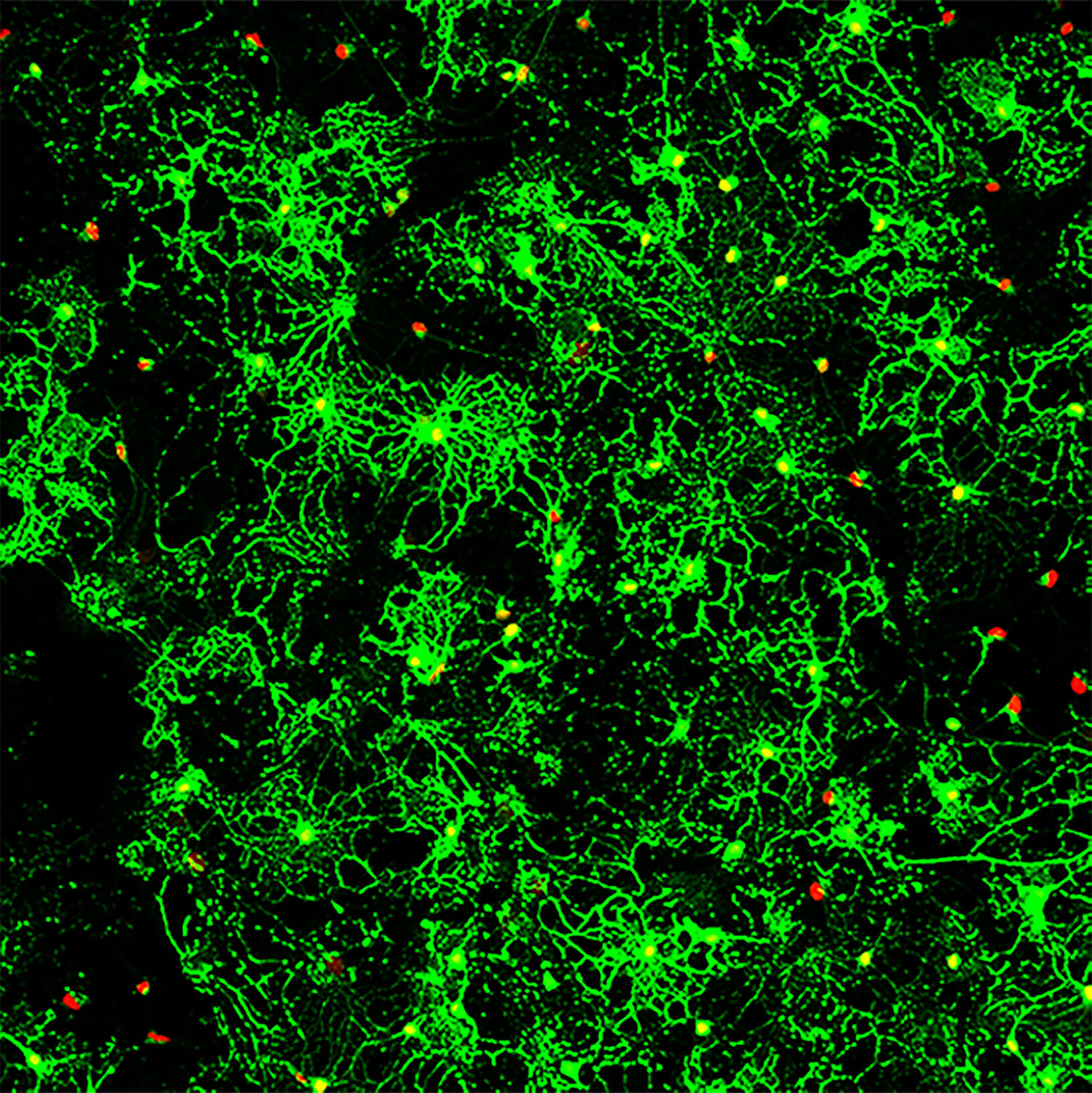 Nodes of connected nerve cells show myelin production activity.