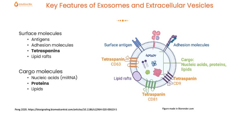 Diagram illustrating features of exosomes and extracellular vesicles with labeled surface and cargo molecules, including tetraspanins, antigens, proteins, and lipids.