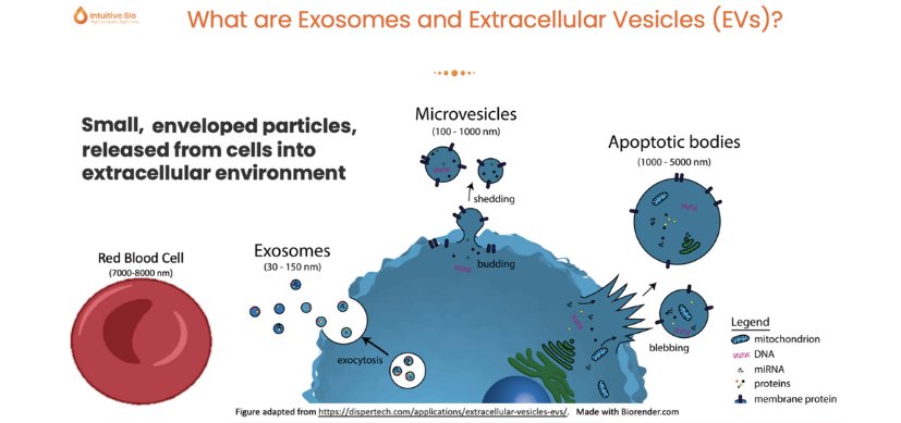 Graphic image depicts relative size of parts of a cell including exosomes.