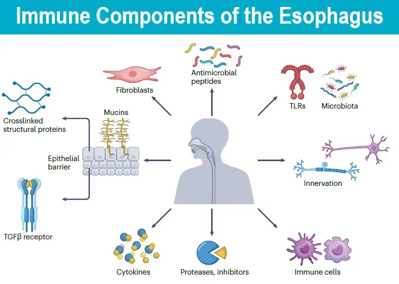 Illustration shows a cartoon human torso with a detailed esophagus highlighted within. The central image is surrounded by icons showing immune components located within esophageal tissues.