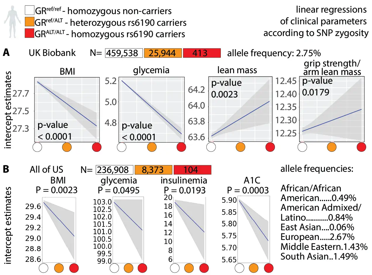 Figure showing linear regression results of clinical parameters (BMI, glycemia, lean mass, grip strength/arm lean mass, insulinemia, A1C) by rs6190 SNP zygosity in UK Biobank and US cohorts.