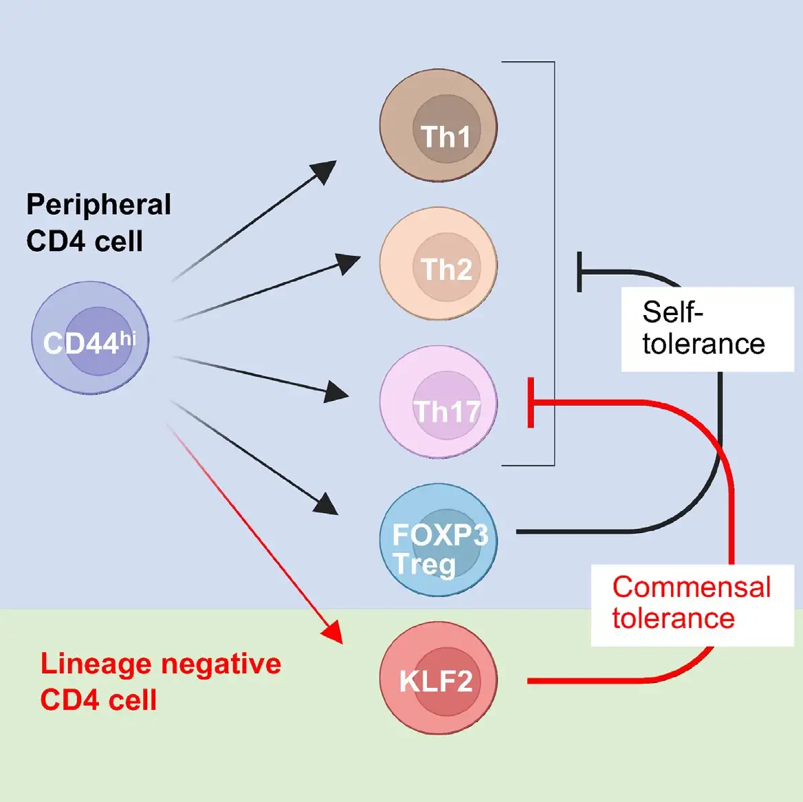 Graphical illustration shows several types of CD4 immune cells and their roles in promoting 