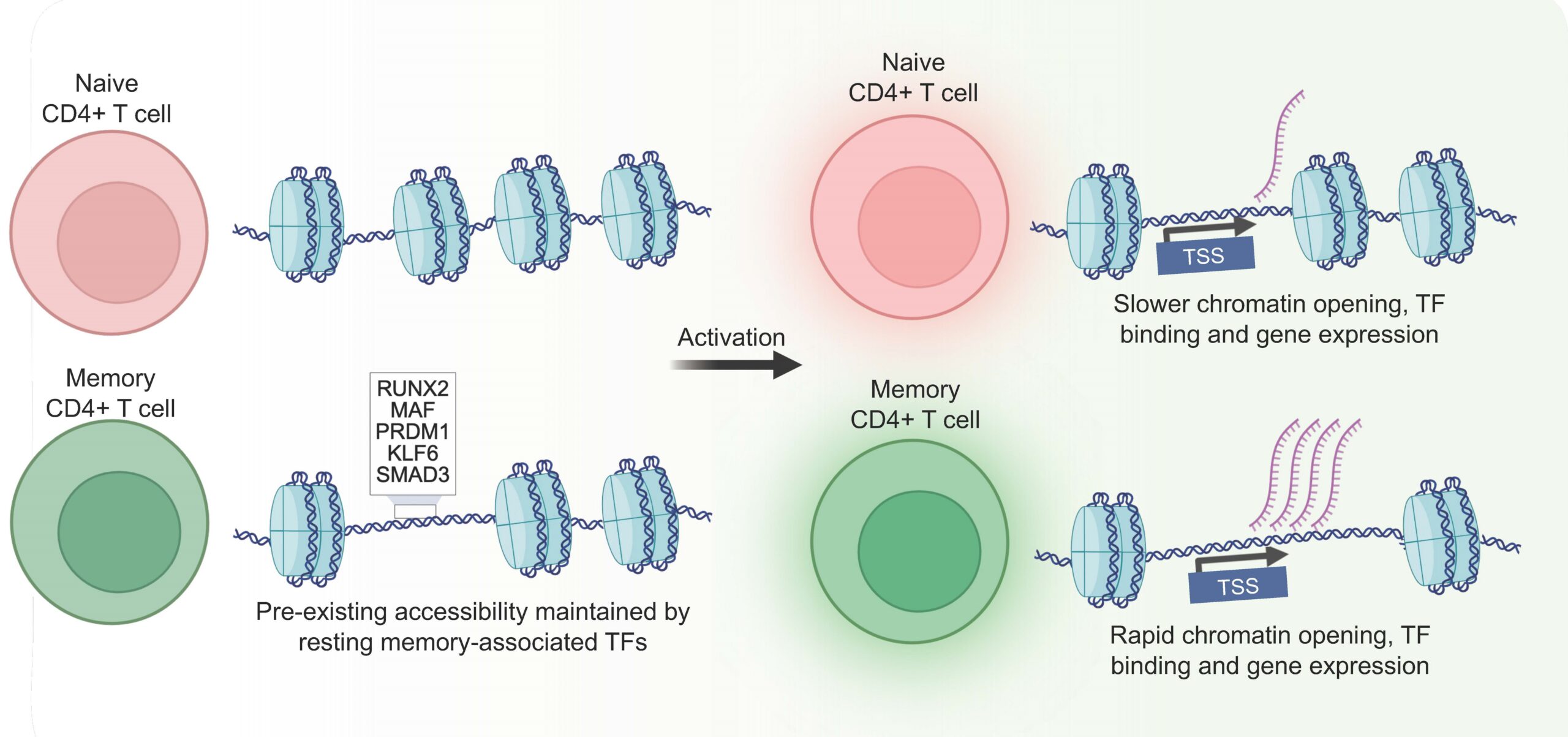 Single-Cell Study Reveals How Immune Memory Cells Remember Threats