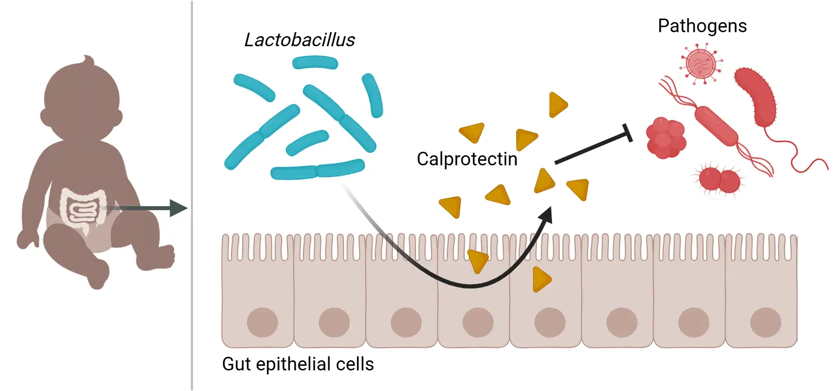 Scientific illustration showing a simplified newborn silhouette on the left with the intestinal tract highlighted. An arrow points from the newborn to a group of blue rod-shaped bacteria labeled 